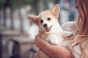 Everything You Need to Know About Corgis