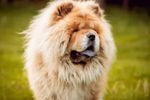 Chow Chow: A Puppy You’ll Forever Love