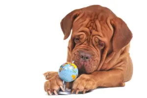 The Most Popular Puppies by State
