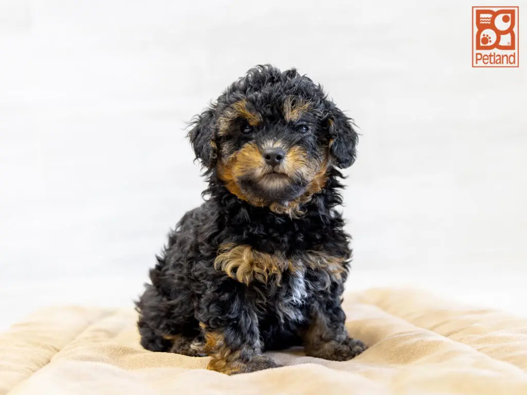 Yorkiepoo Image #1