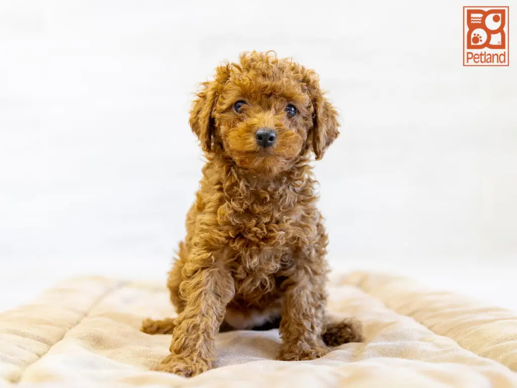 Poodle Image #1