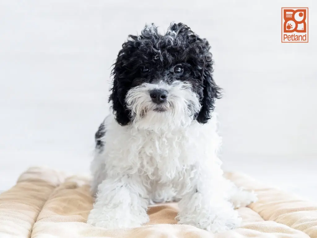 Poodle Image #1