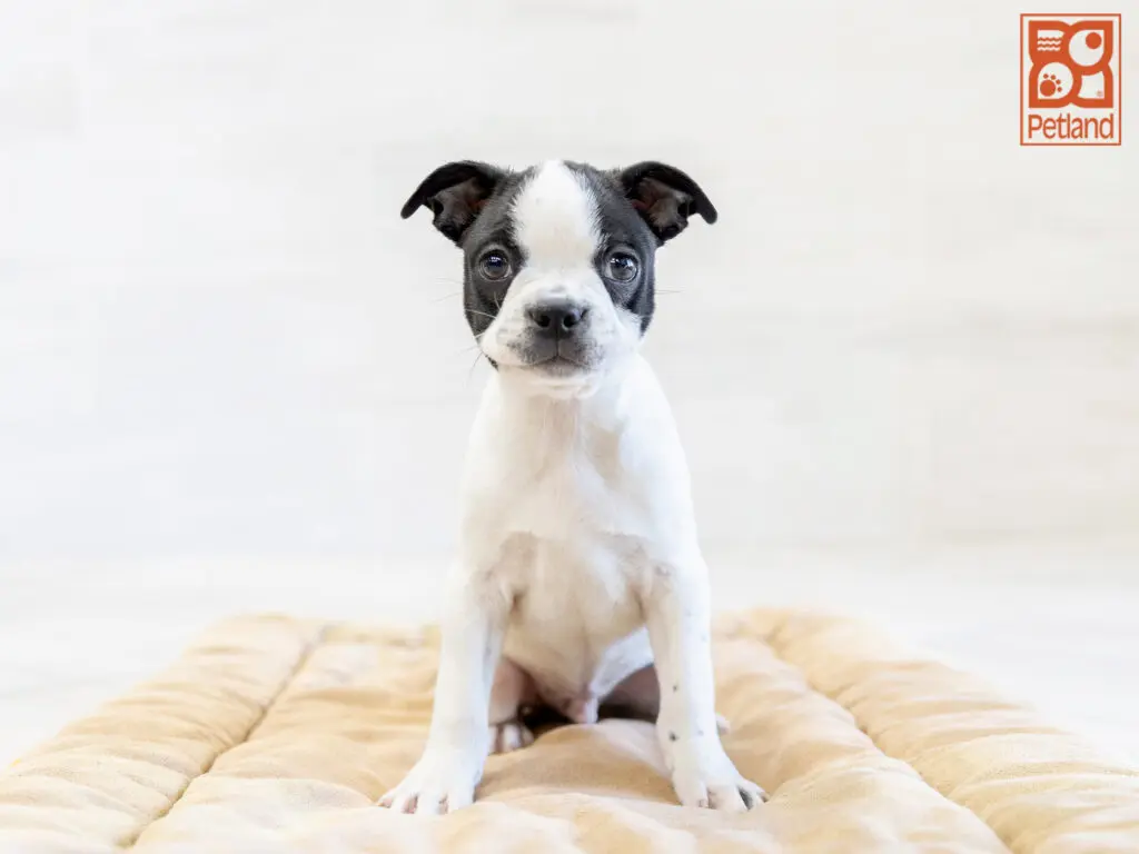 Boston Terrier Image #1