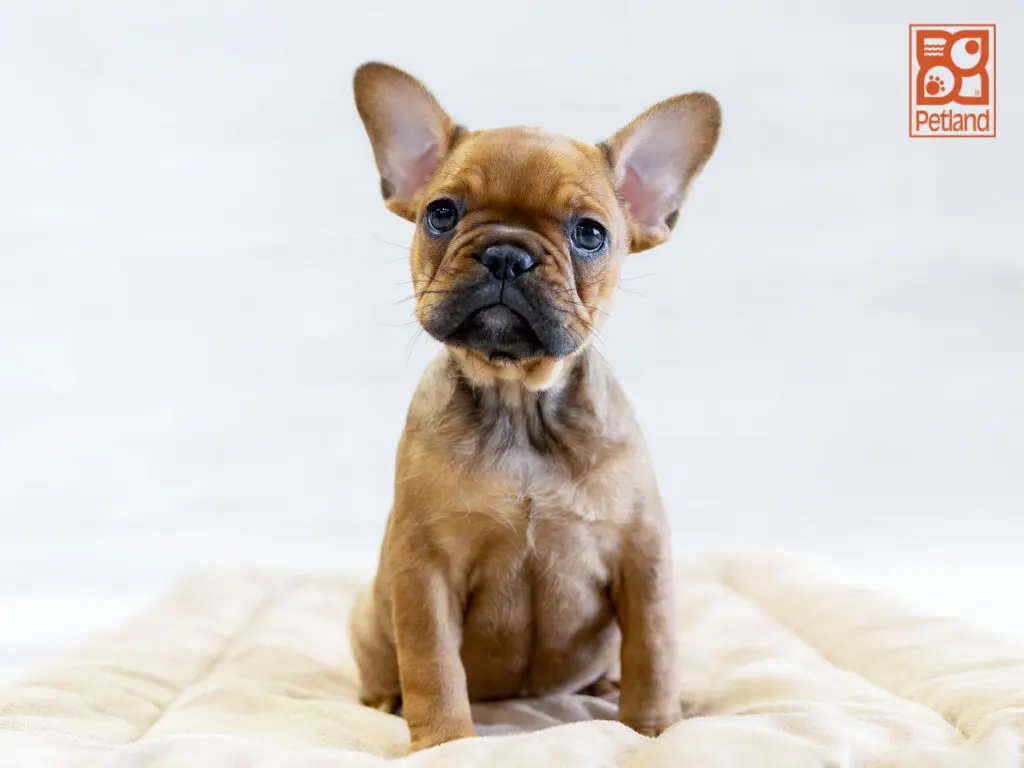 French Bulldog Image #1