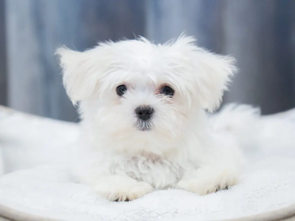 Maltese Image #1