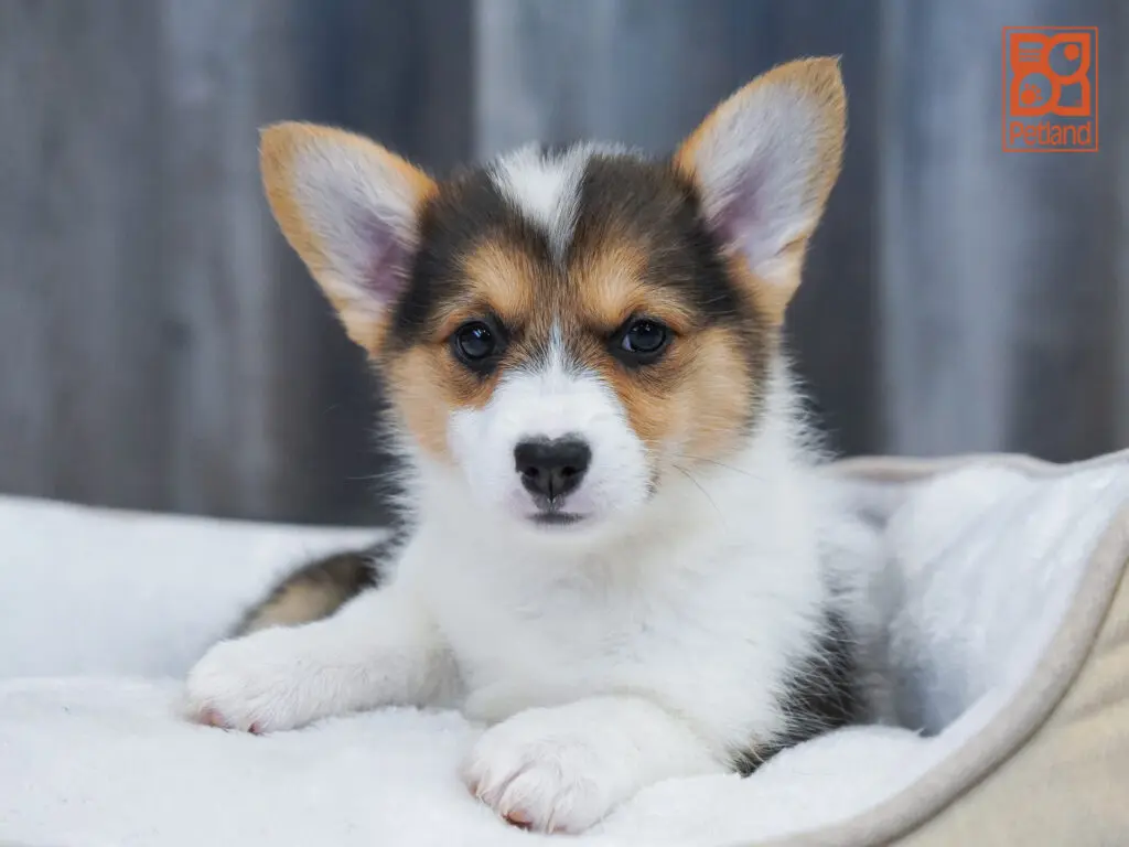 Pembroke Welsh Corgi Image #1