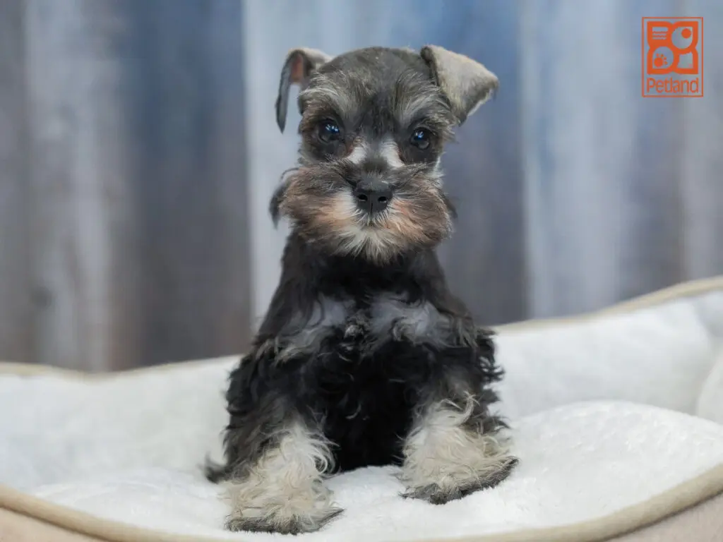 Miniature Schnauzer Image #1