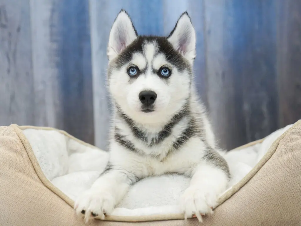 Siberian Husky Image #1