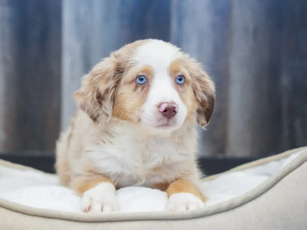 Mini Australian Shepherd Image #1