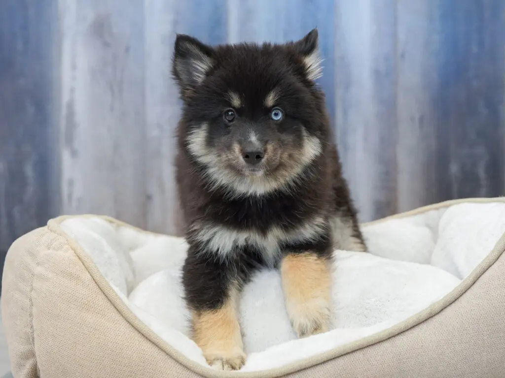 Pomsky Image #1