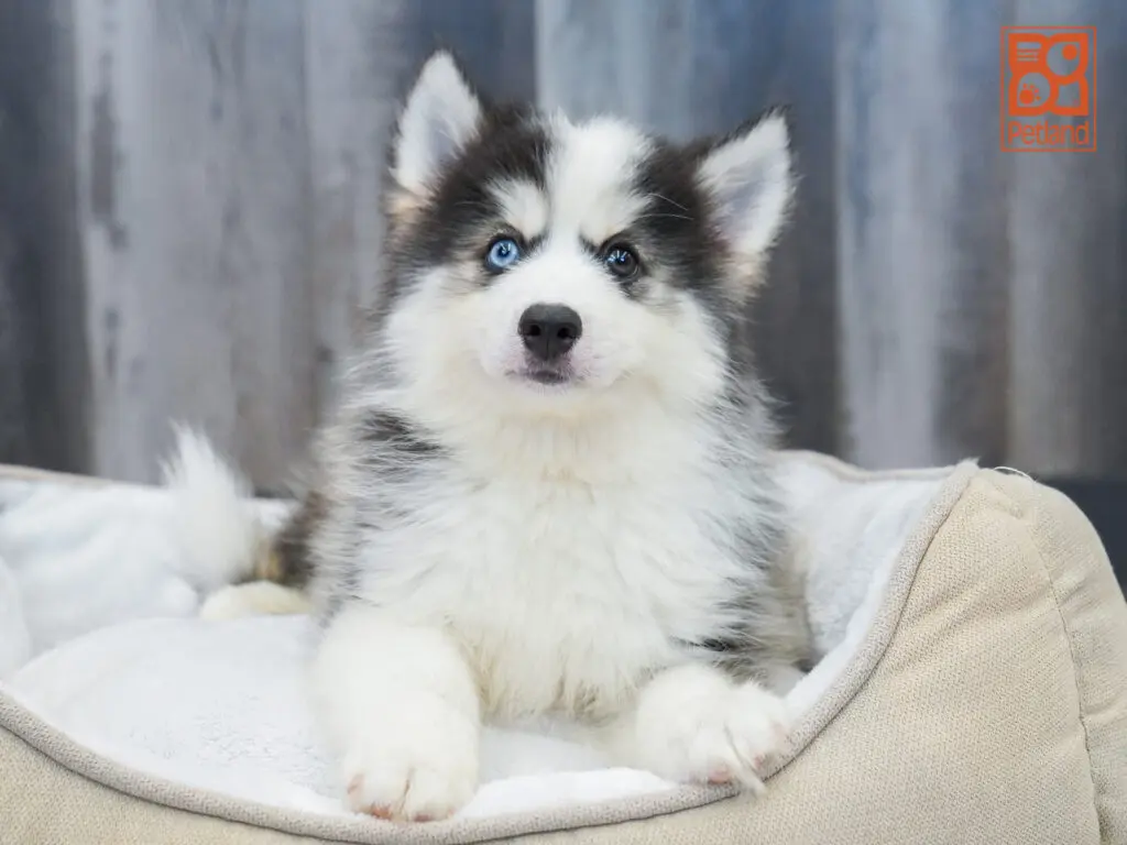 Pomsky Image #1