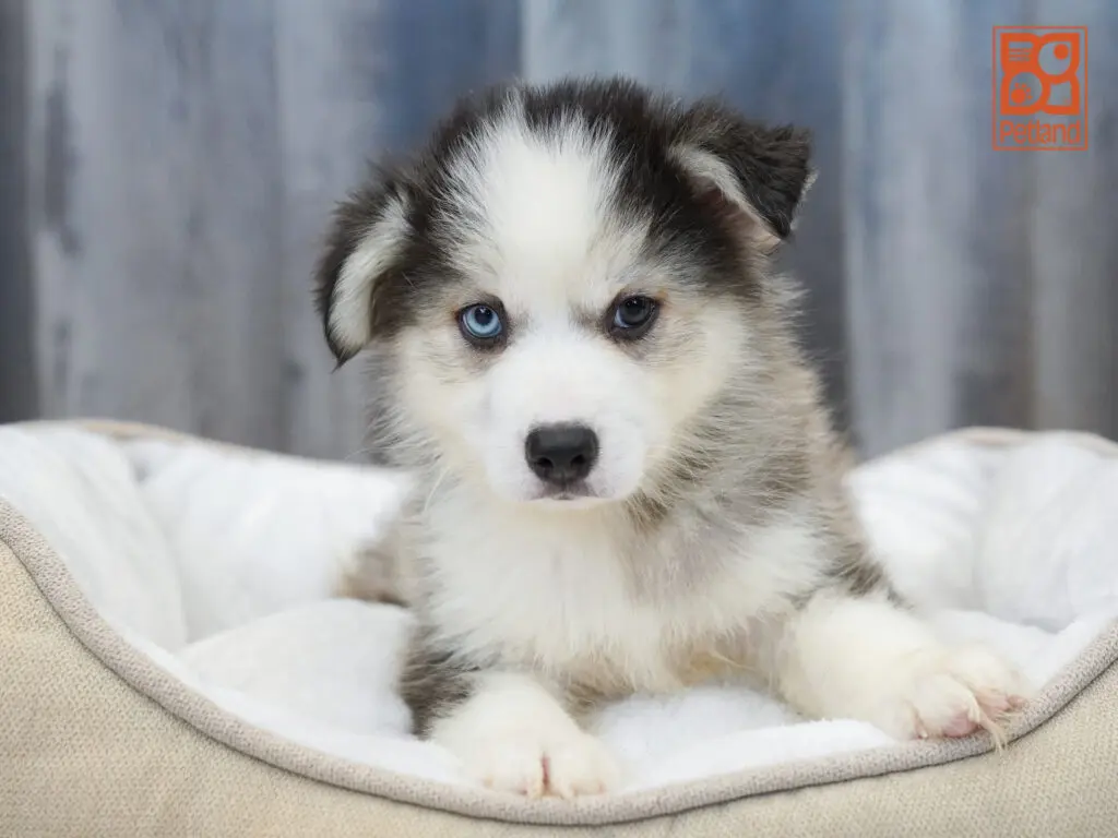 Pomsky Image #1