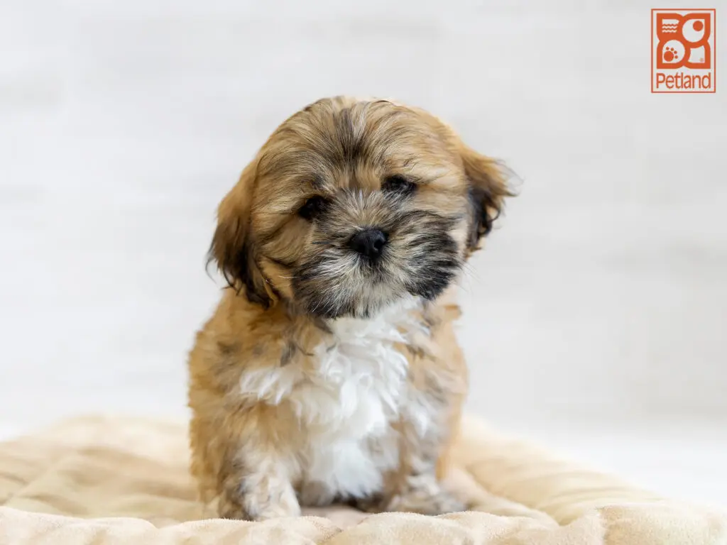 Lhasa Apso Image #1