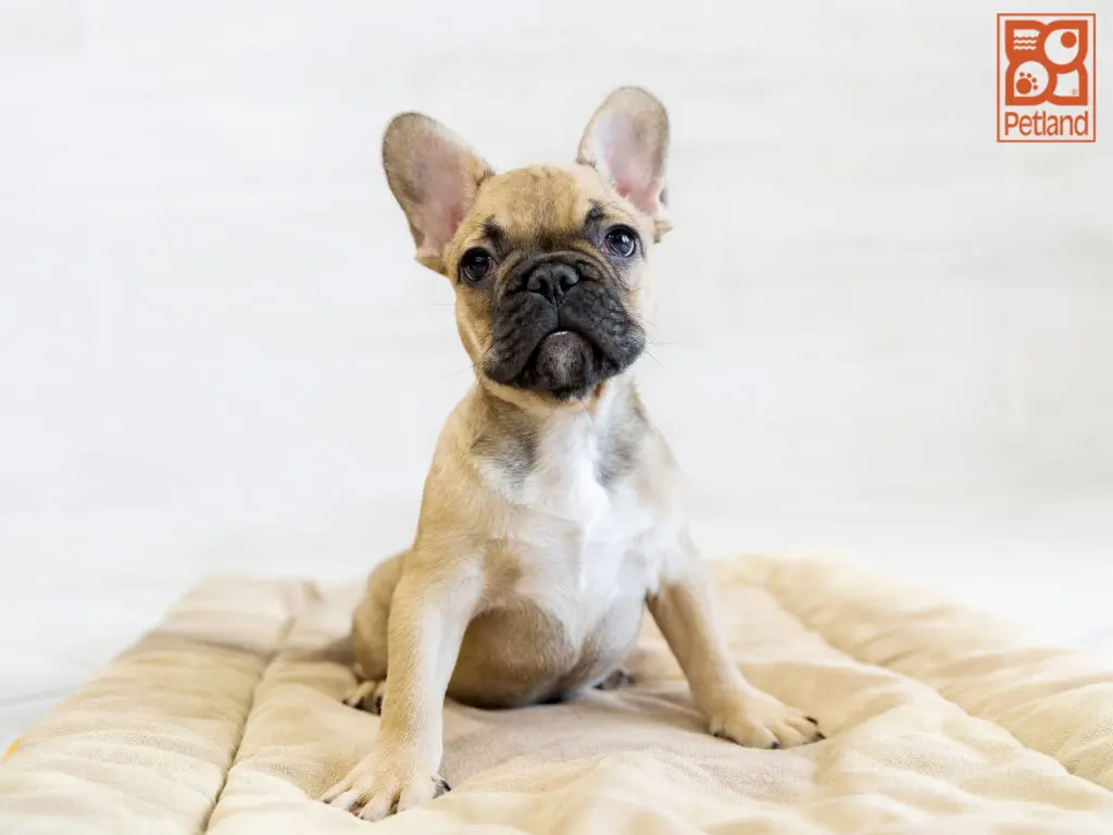 French Bulldog Image #1