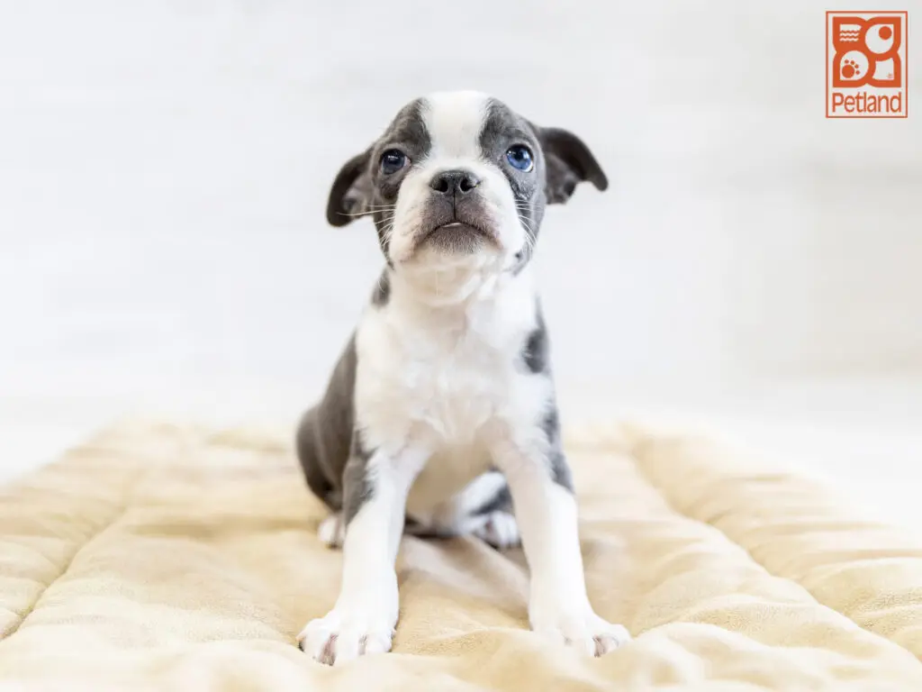 Boston Terrier Image #1