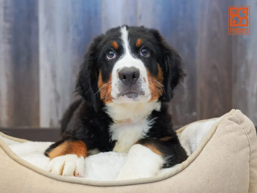 Bernese Mountain Dog Image #1