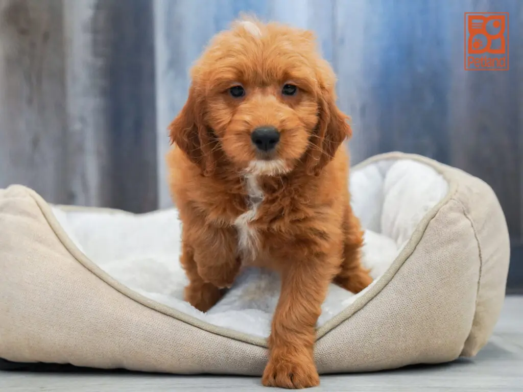Mini Goldendoodle Image #1
