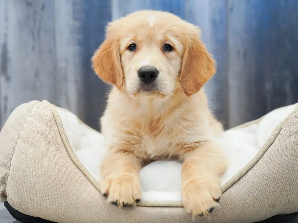 Golden Retriever Image #1