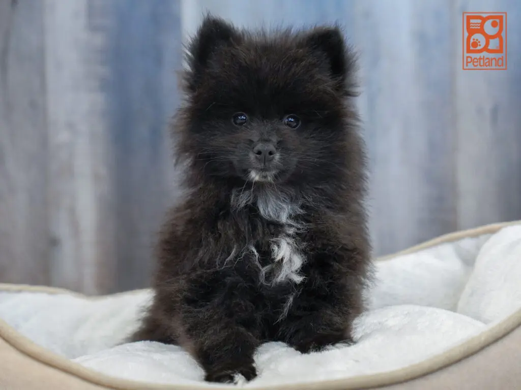 Pomeranian Image #1