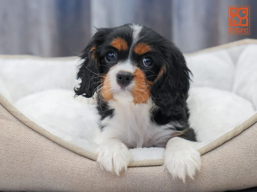 Cavalier King Charles Spaniel Image #1