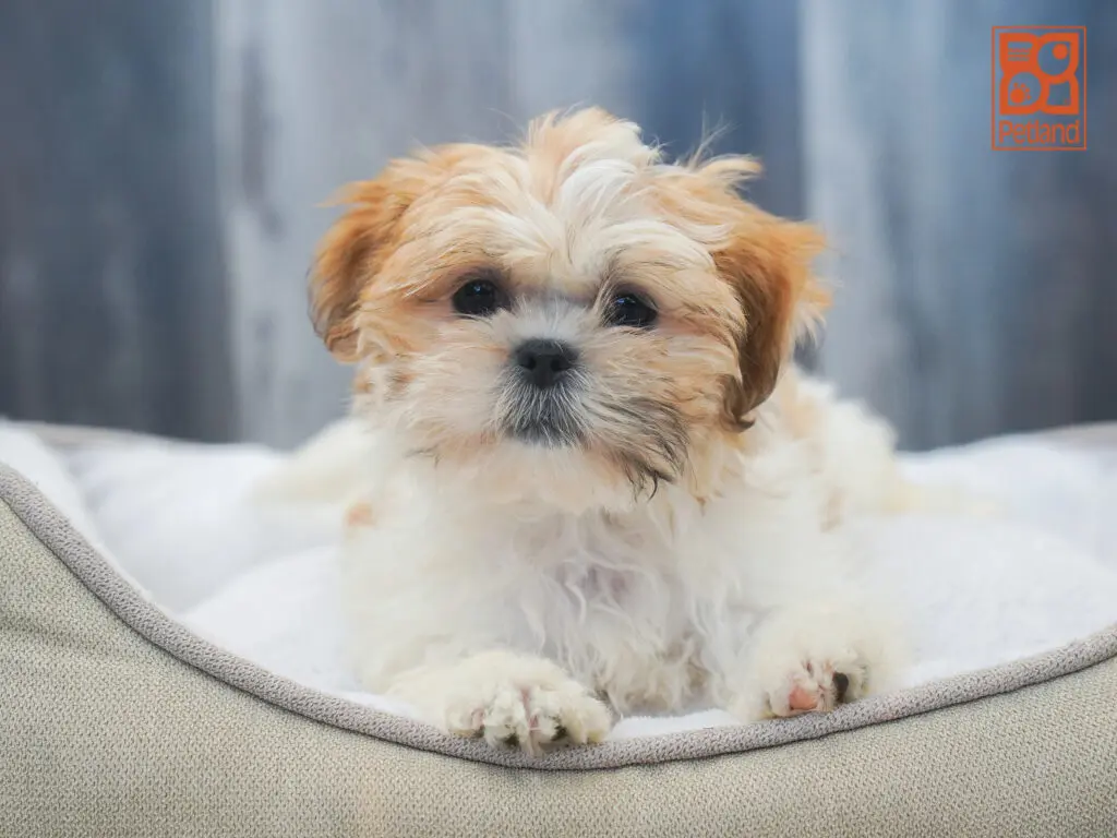 Lhasa Apso Image #1