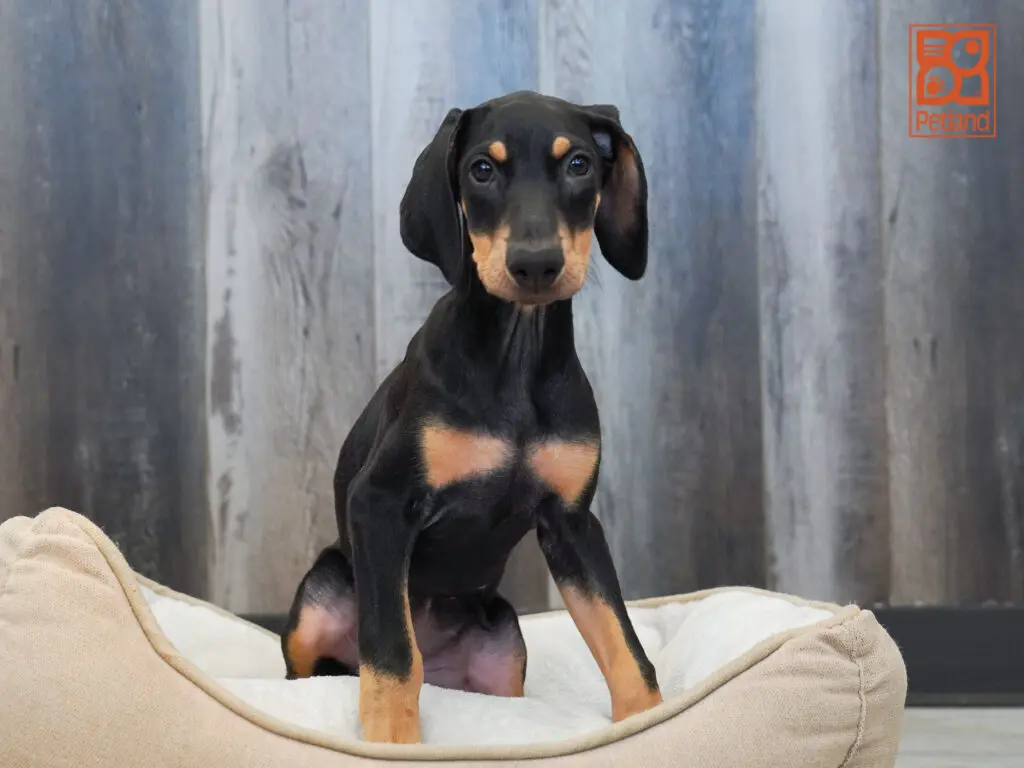 Doberman Pinscher Image #1