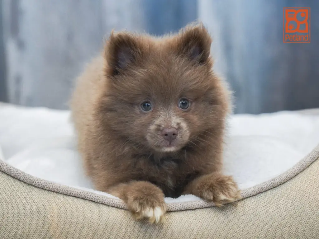 Pomeranian Image #1