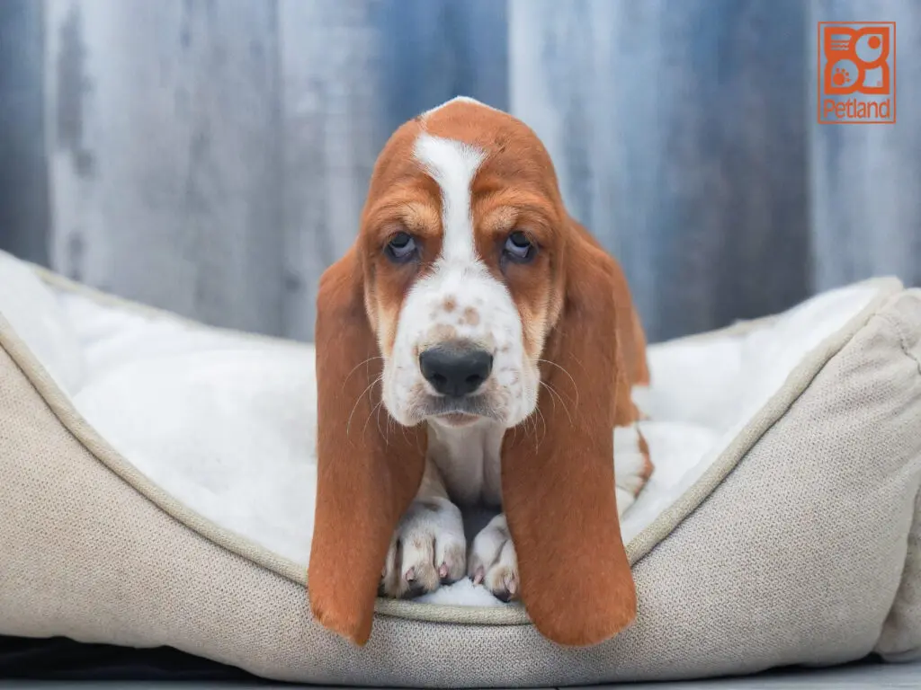 Basset Hound Image #1