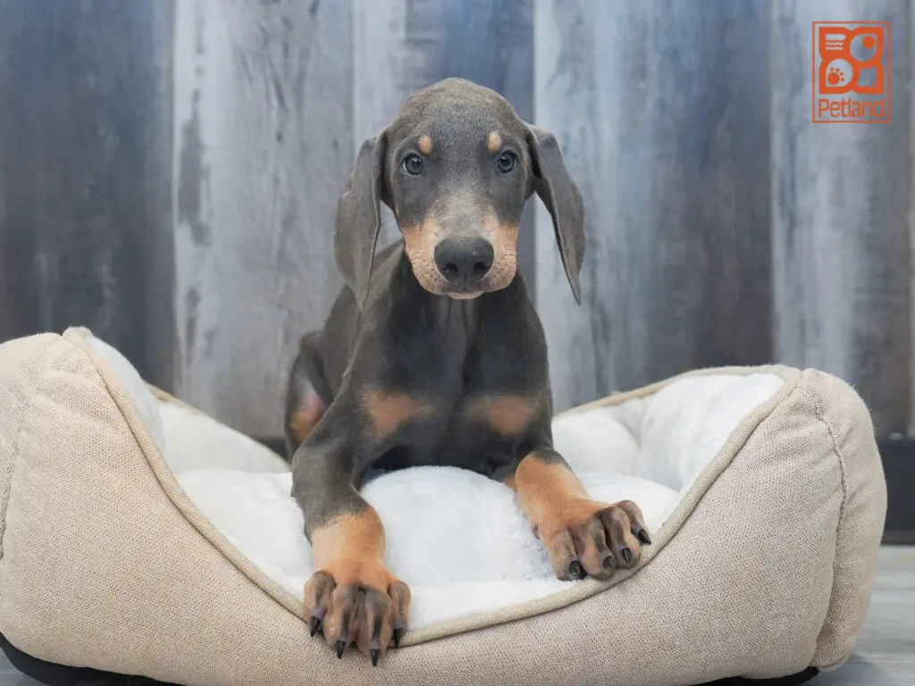 Doberman Pinscher Image #1