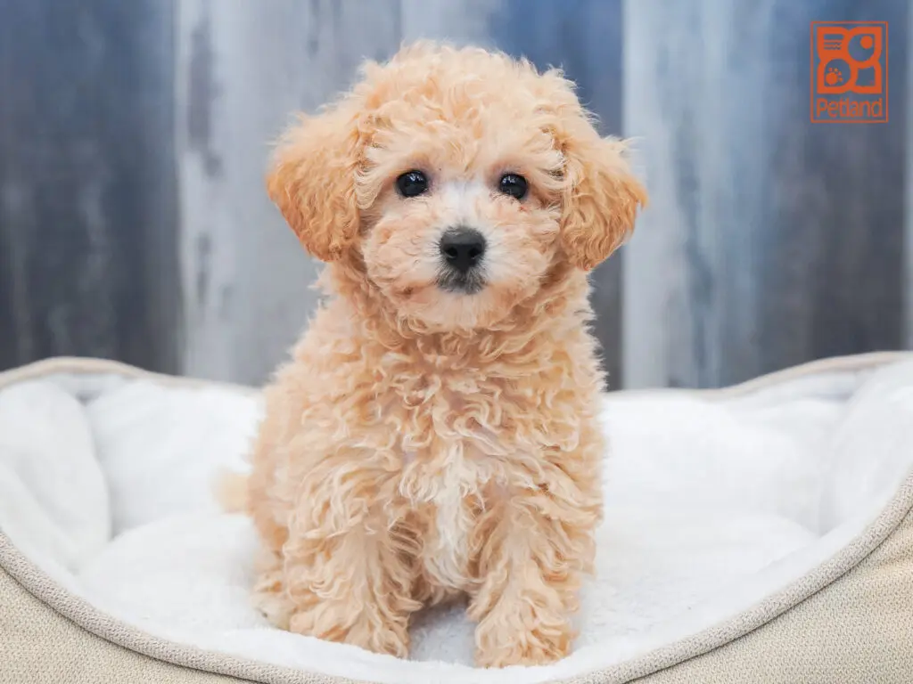Bichonpoo Image #1