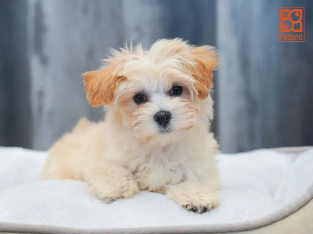 Maltipoo Image #1