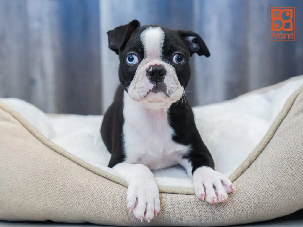Boston Terrier - 4777 Image #1