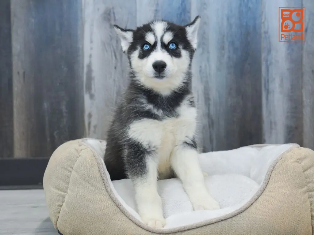 Siberian Husky Image #1