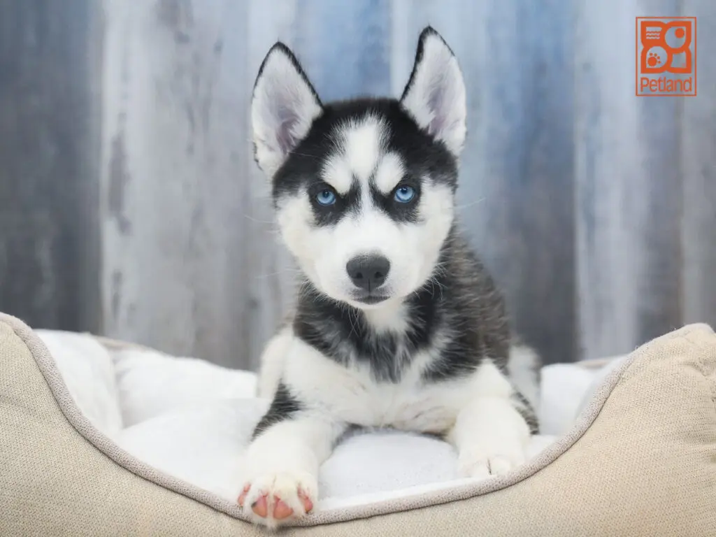 Siberian Husky Image #1
