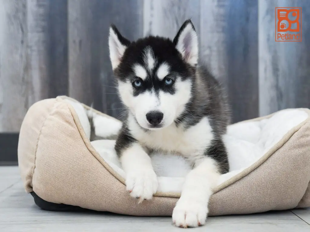 Siberian Husky Image #1