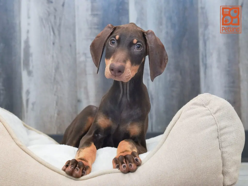 Doberman Pinscher Image #1
