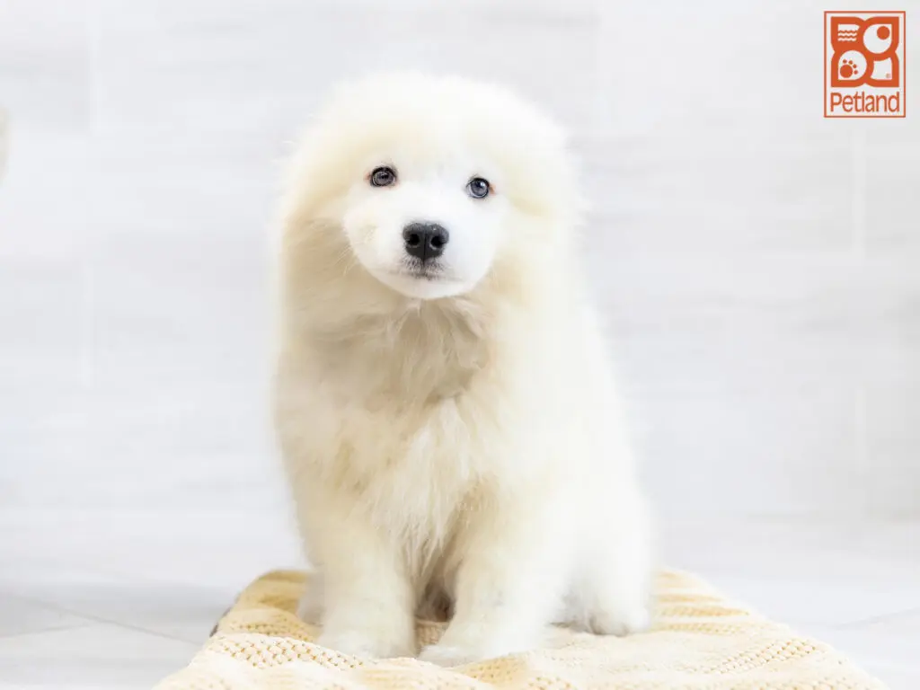 Samoyed Image #1