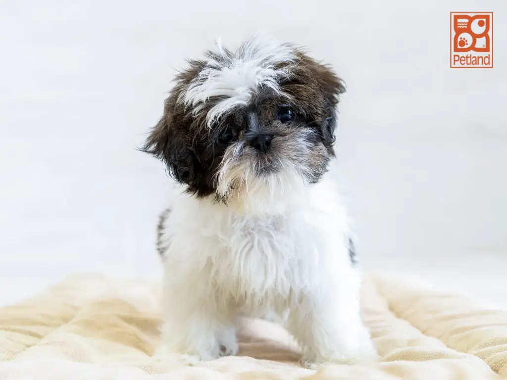 Shih Tzu Image #1