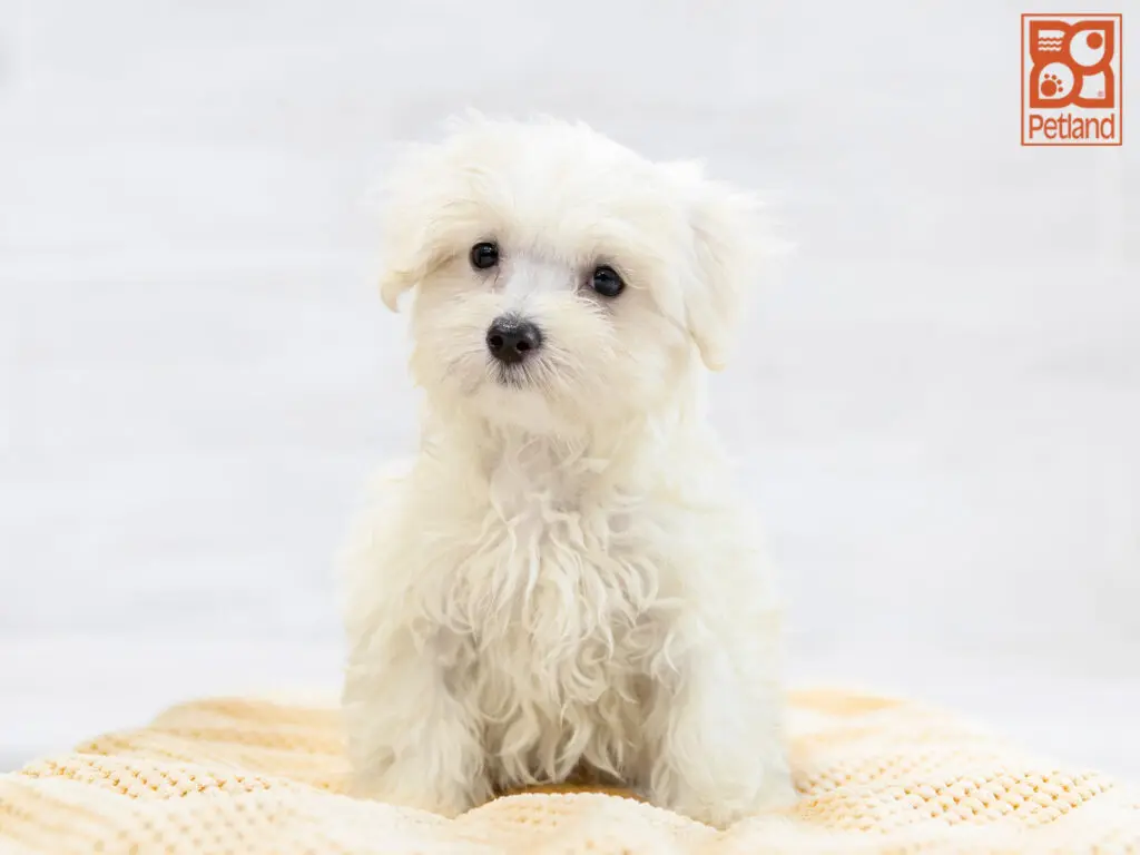 Maltese Image #1