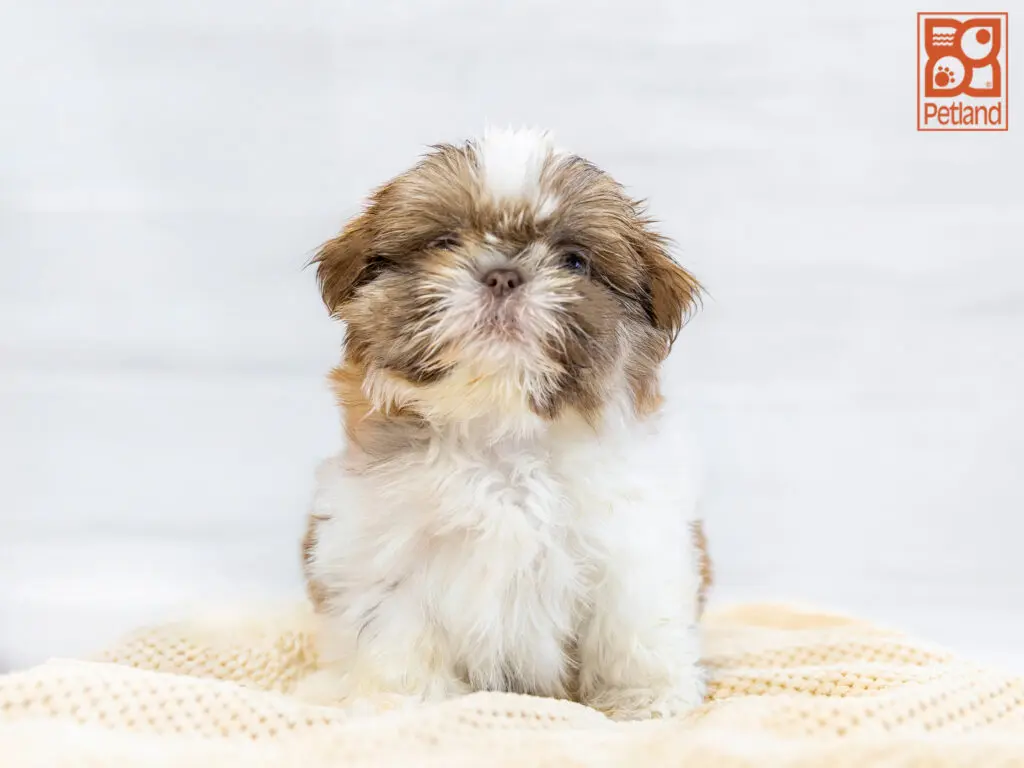 Shih Tzu Image #1