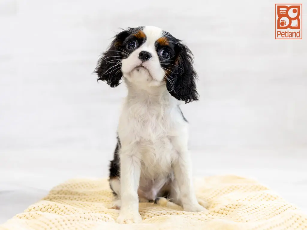 Cavalier King Charles Image #1
