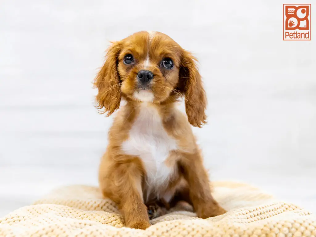 Cavalier King Charles Spaniel Image #1