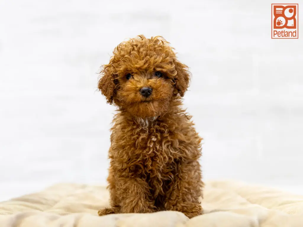 Poodle Image #1