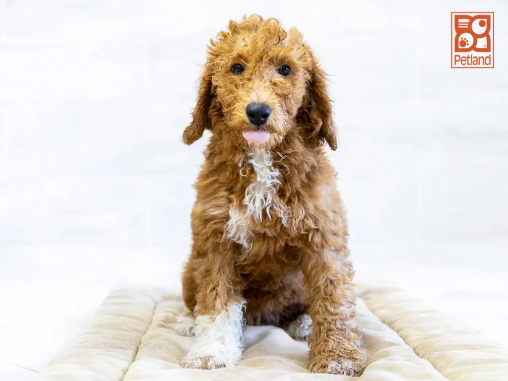 Mini Goldendoodle Image #1
