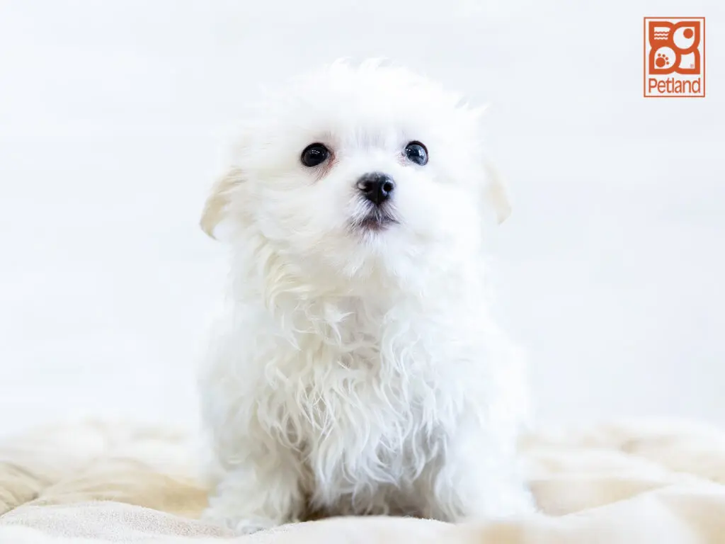 Maltese Image #1