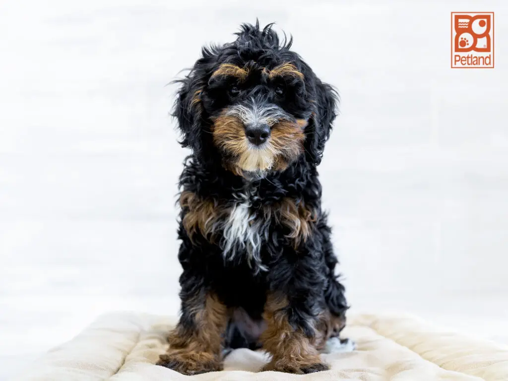 Mini Bernadoodle Image #1