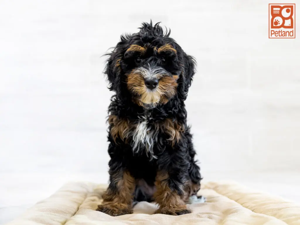 Mini Bernadoodle Image #1
