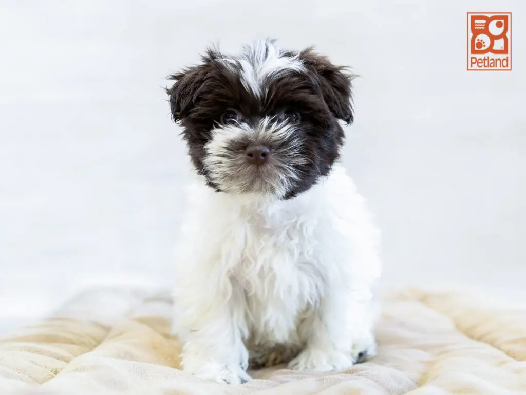 Havanese Image #1