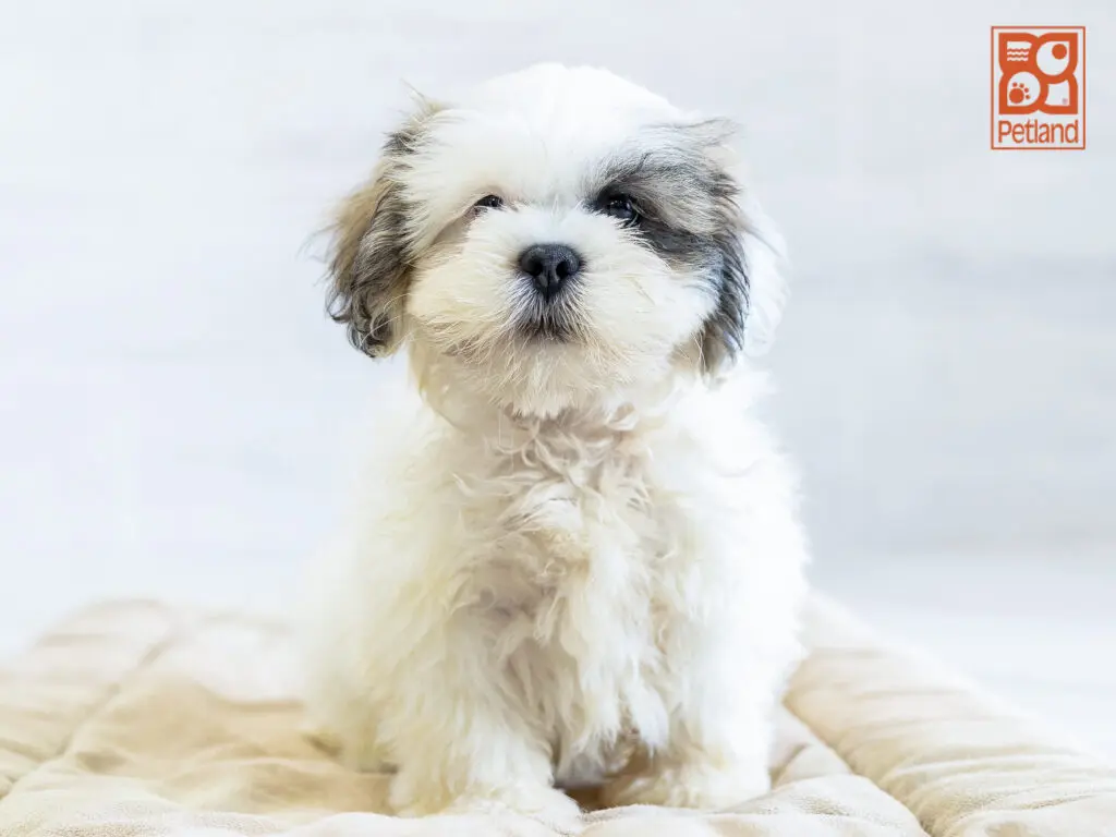 Lhasa Apso Image #1