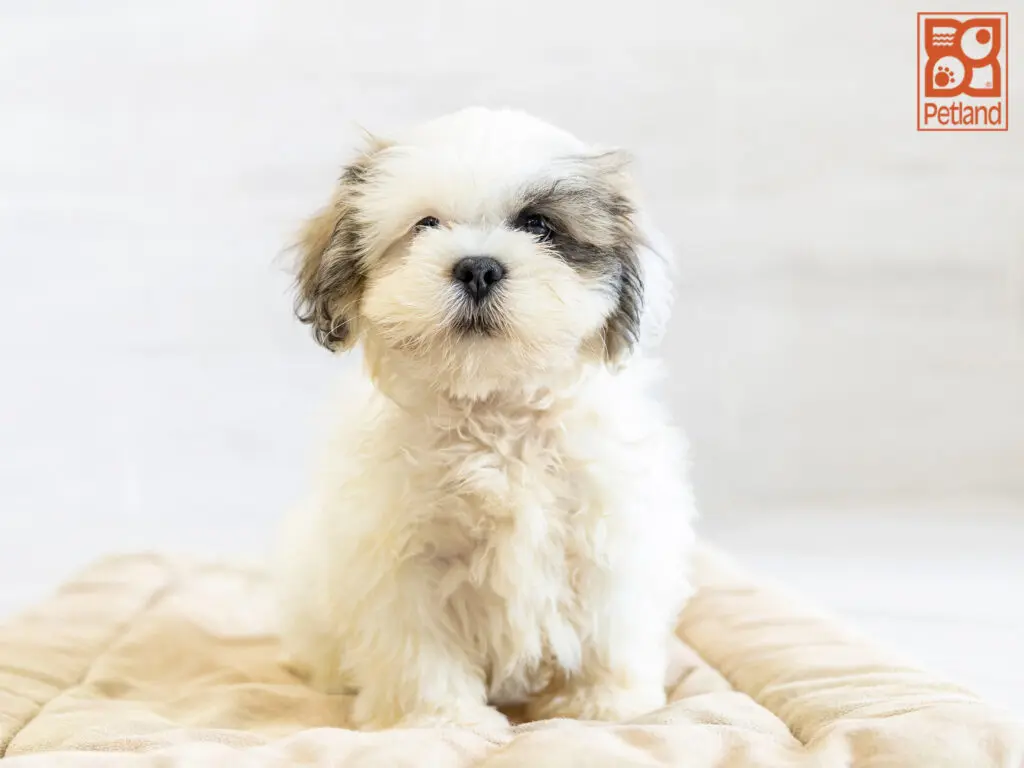 Lhasa Apso Image #1